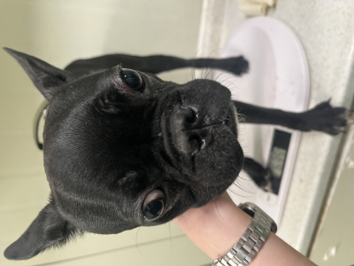 보호중 프렌치 불독…