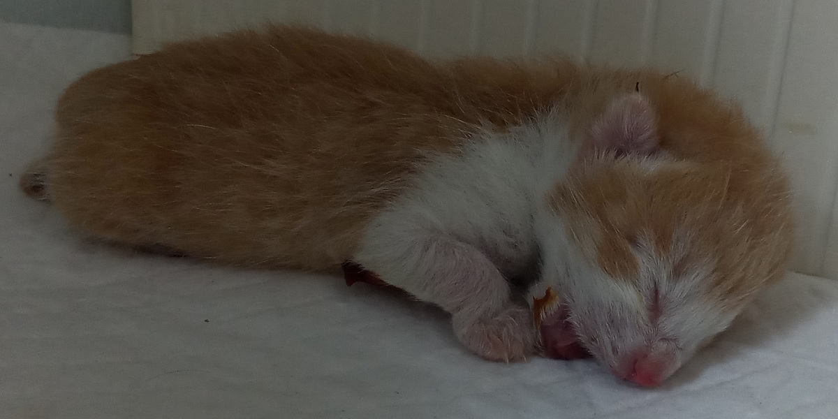 산타클라라동물병원_431372202500672