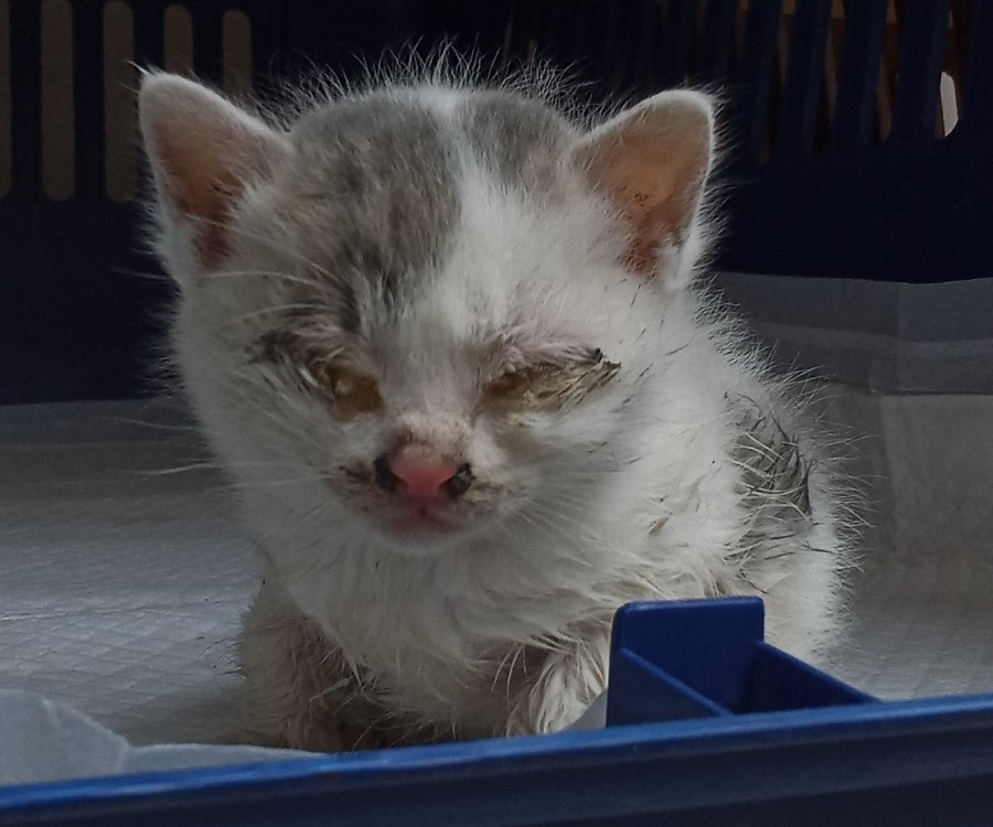 보호중 한국 고양이…