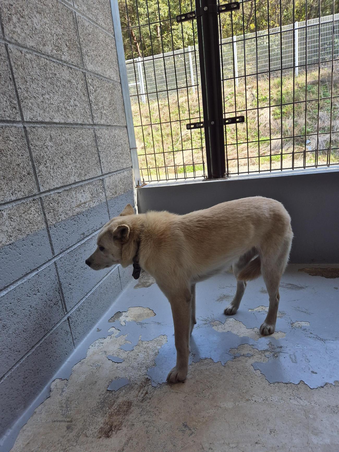 인제군동물보호센터_442433202500565