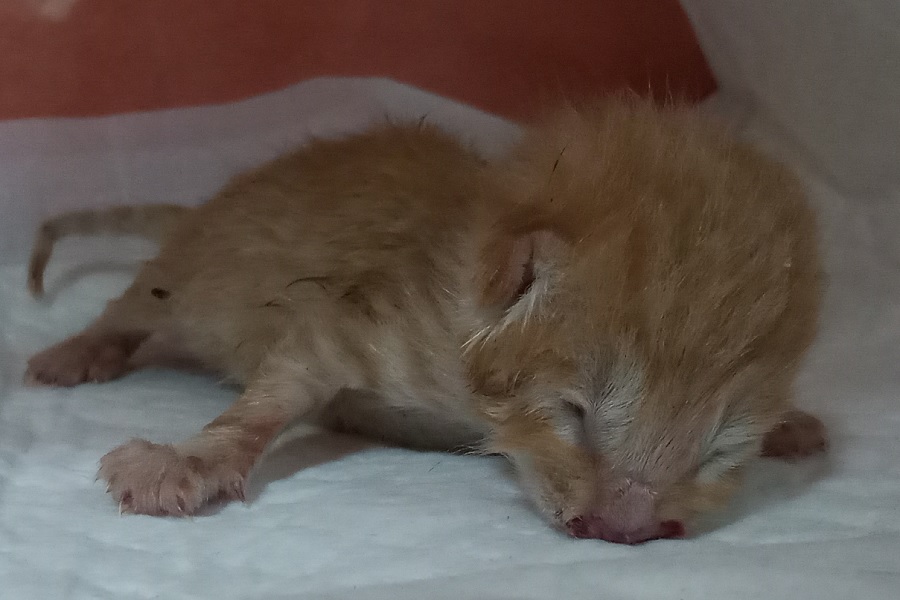 산타클라라동물병원_431372202500671