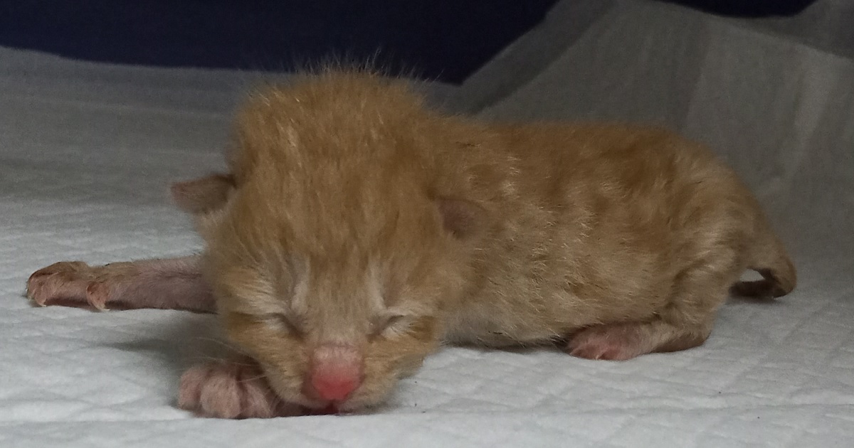 산타클라라동물병원_431372202500670