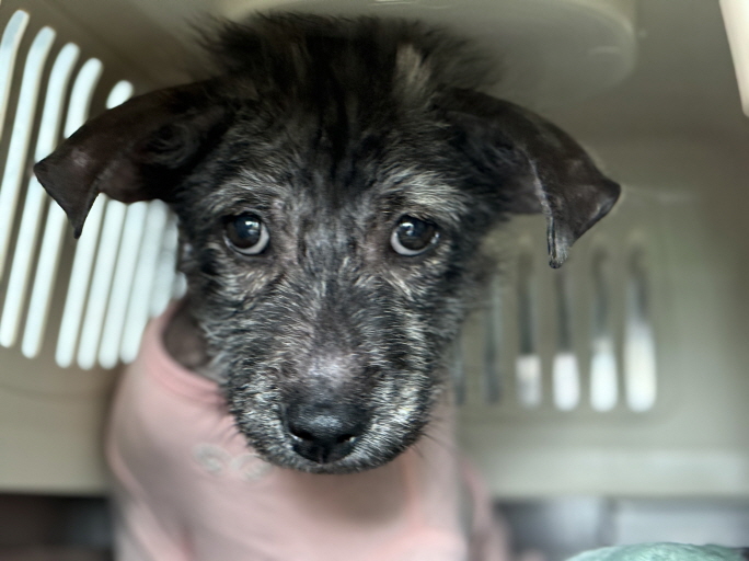 종료(자연사) 믹스…