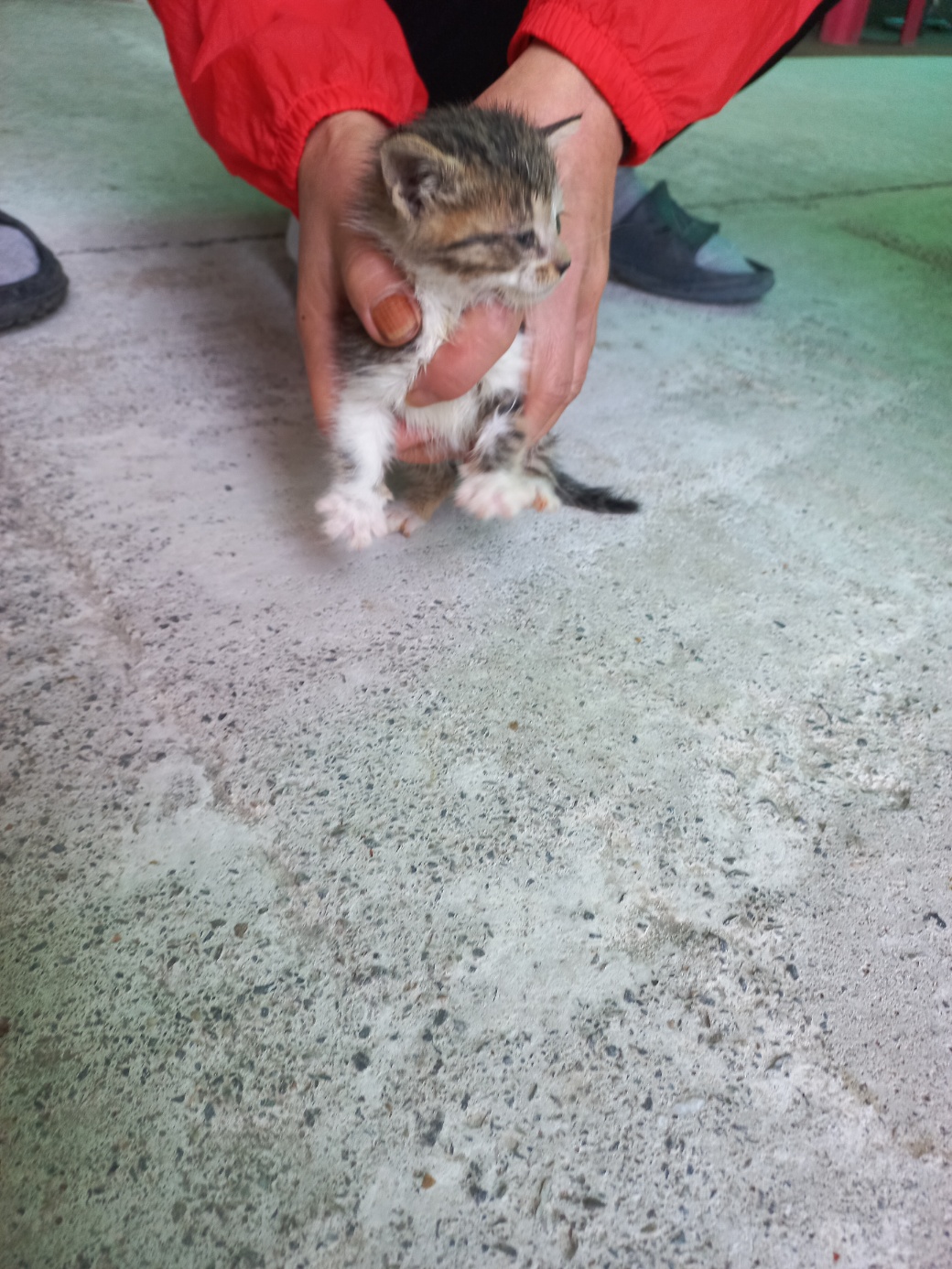 종료(입양) 한국 …