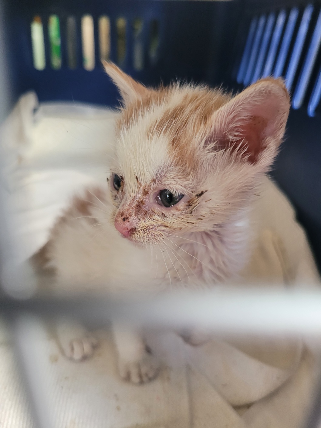 종료(입양) 한국 …