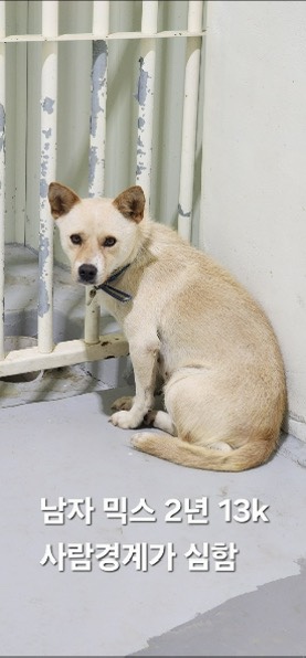 보호중 믹스견의 가…