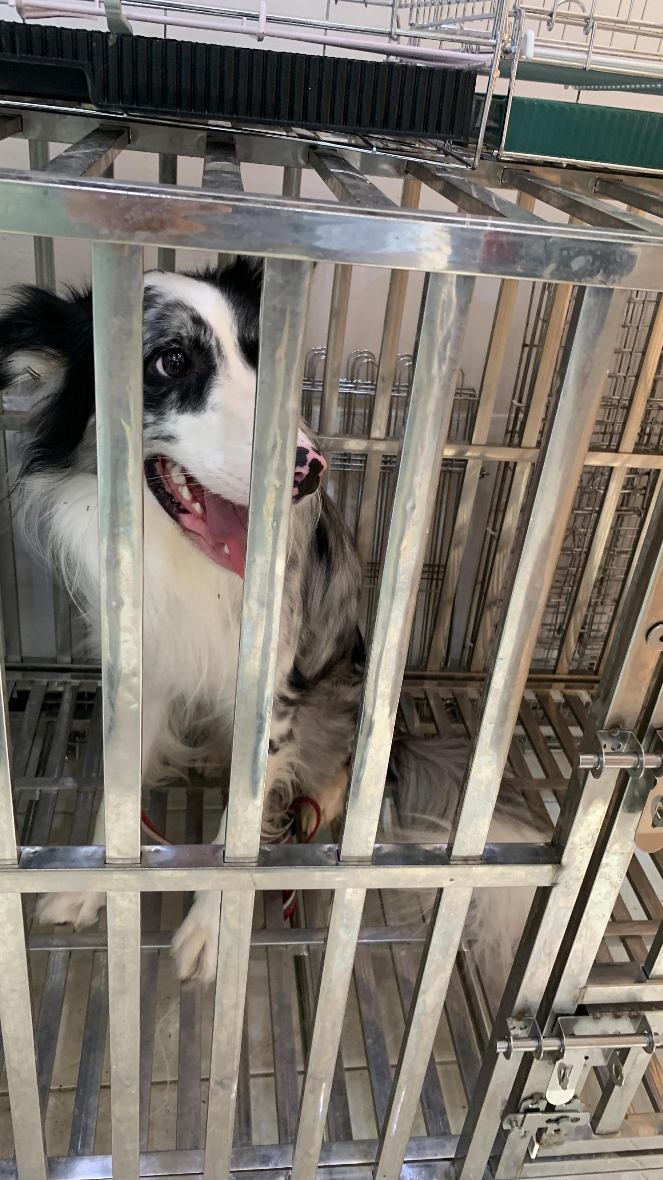 보호중 보더 콜리의…