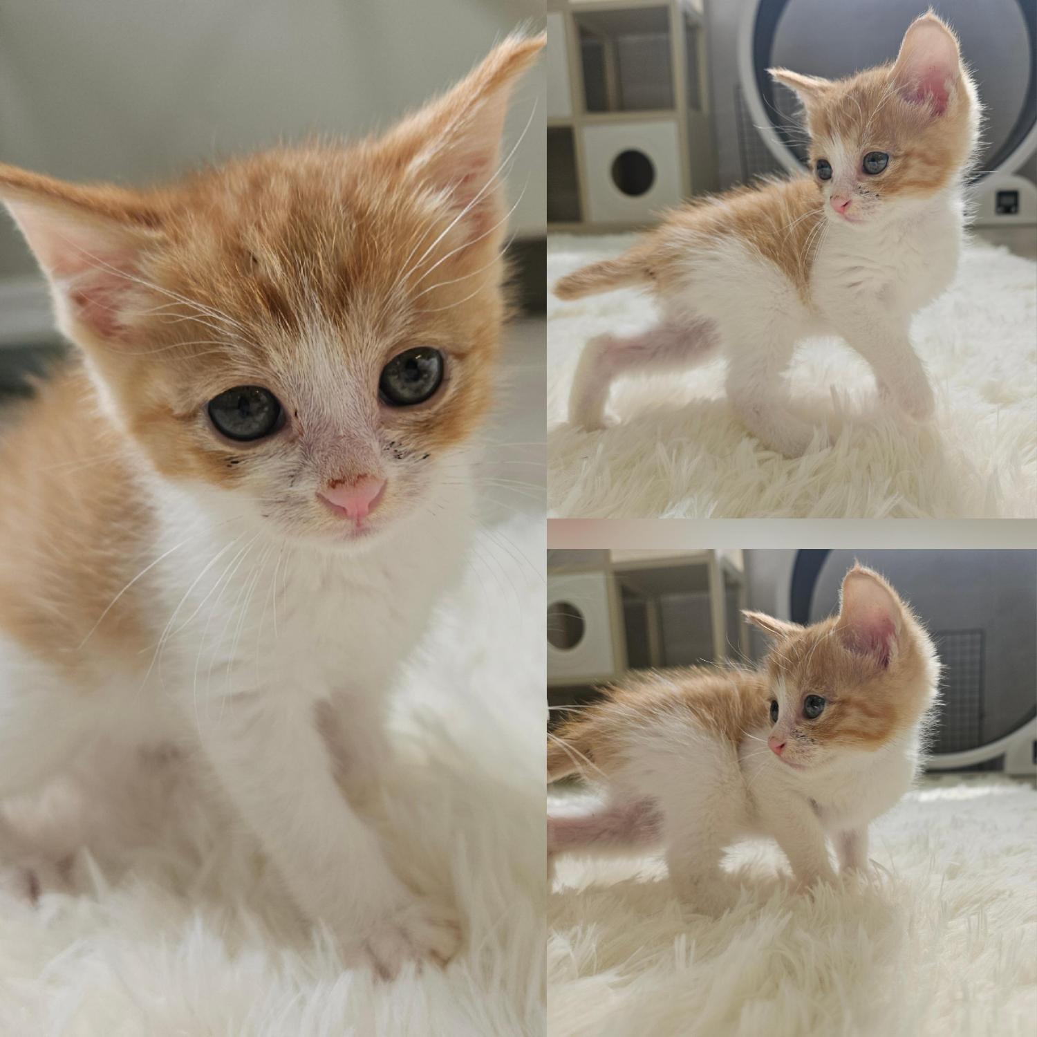 종료(입양) 한국 …