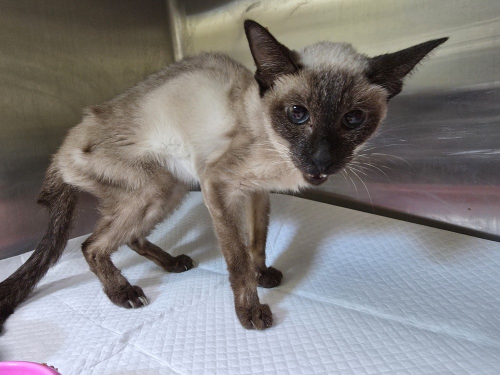 반려동물보호센터_443571202502907