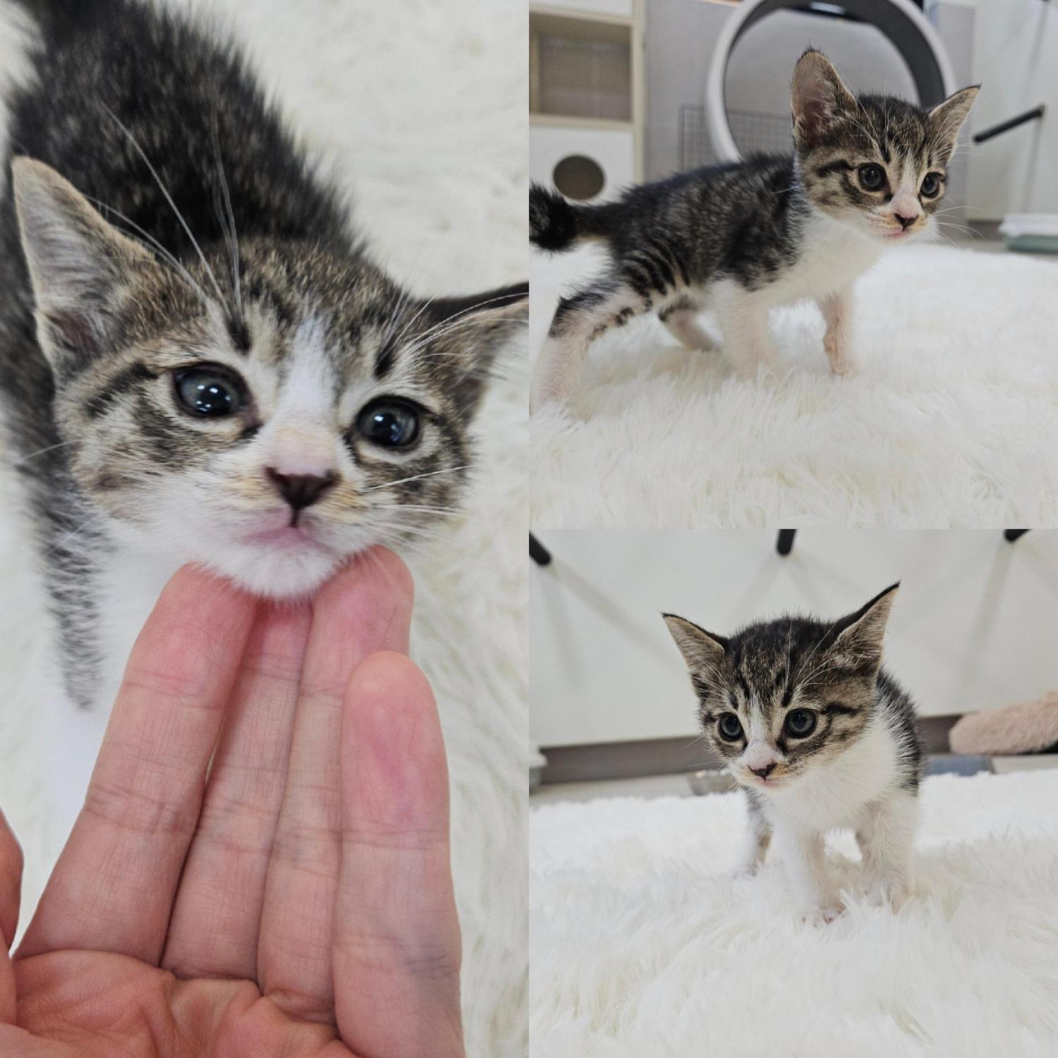 종료(입양) 한국 …