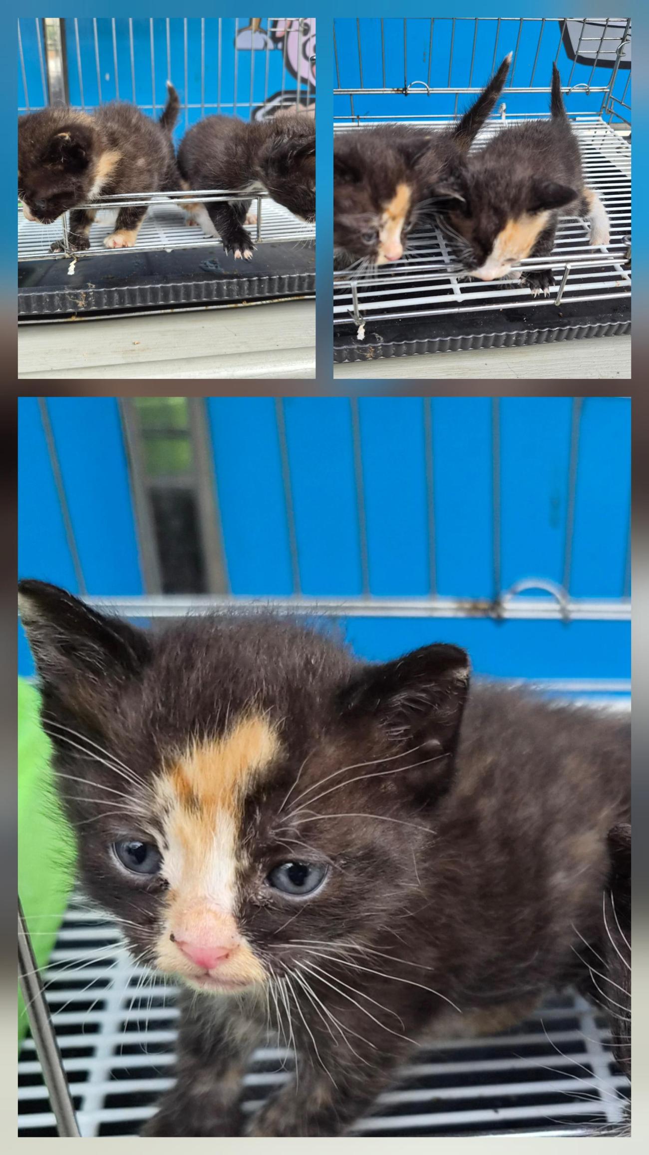 종료(입양) 한국 …