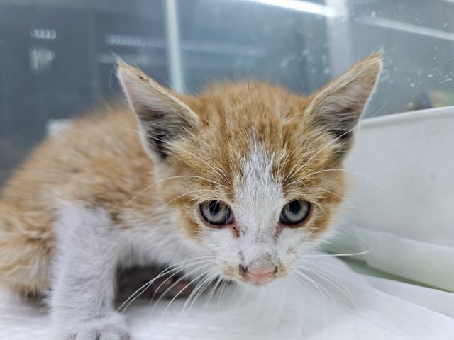 보령길고양이보호협회_444451202501017