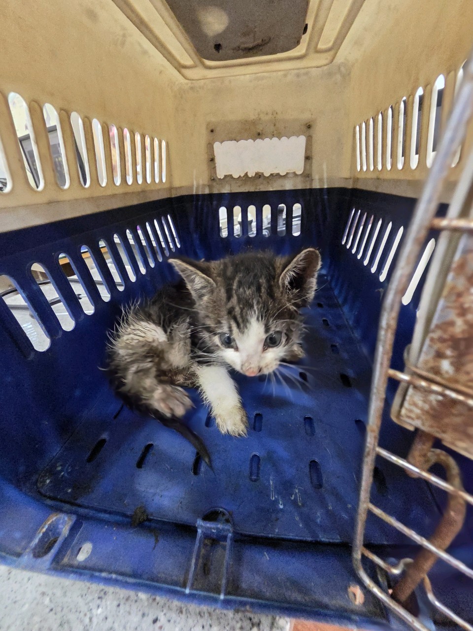 증평 가정견 훈련소_443445202500612