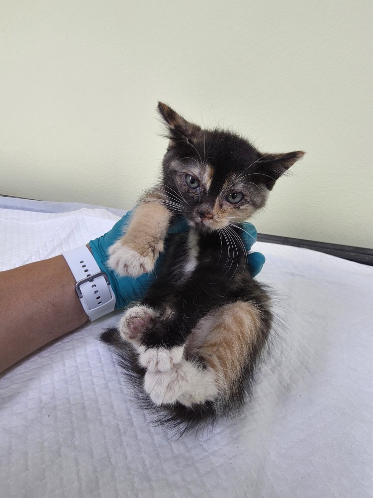 보호중 한국 고양이…