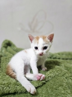 보호중 한국 고양이…