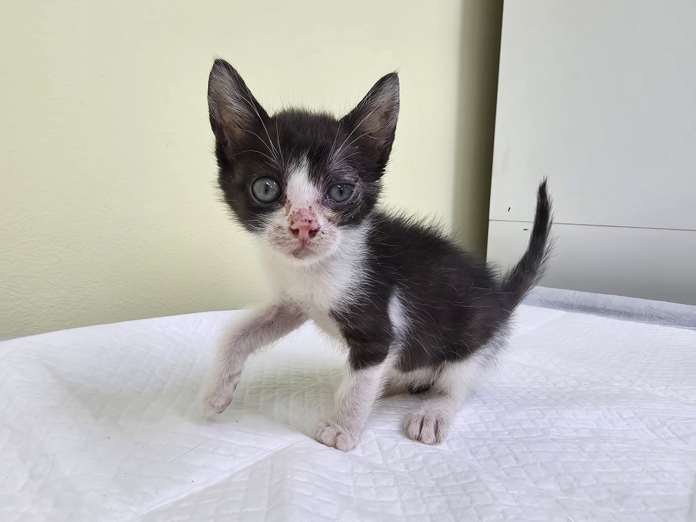 보호중 한국 고양이…