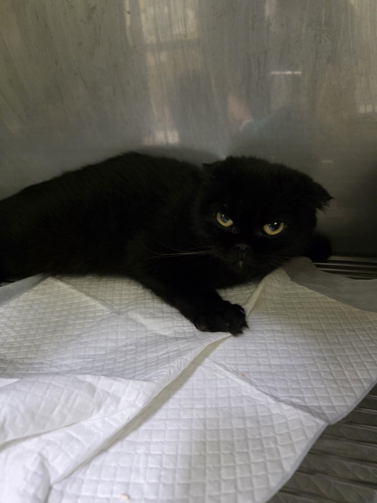 보호중 스코티시폴드…