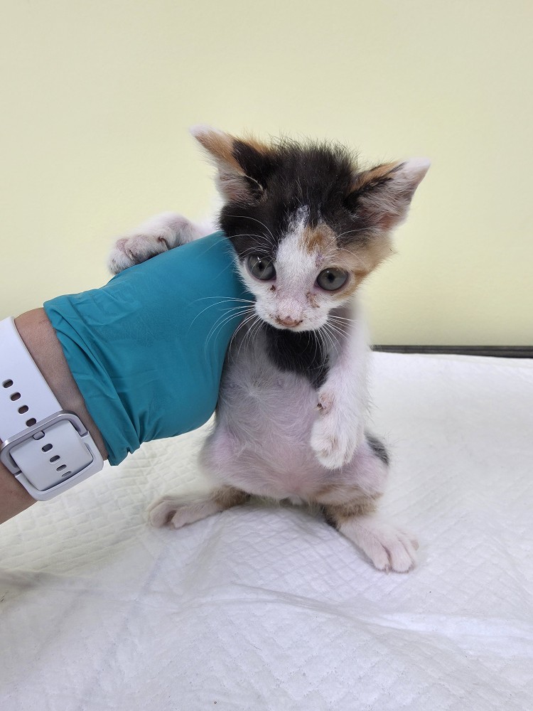 반려동물보호센터_443571202502911