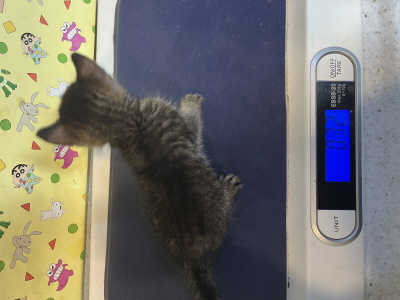 보호중 믹스묘의 가…