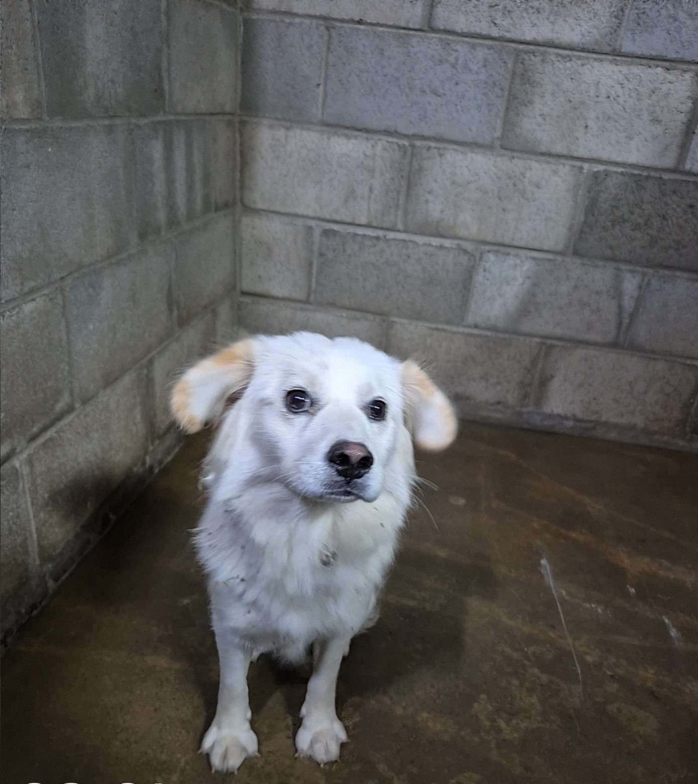 종료(자연사) 믹스…