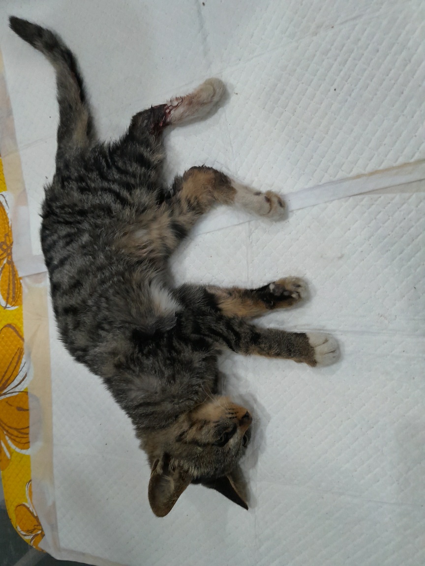 보호중 한국 고양이…