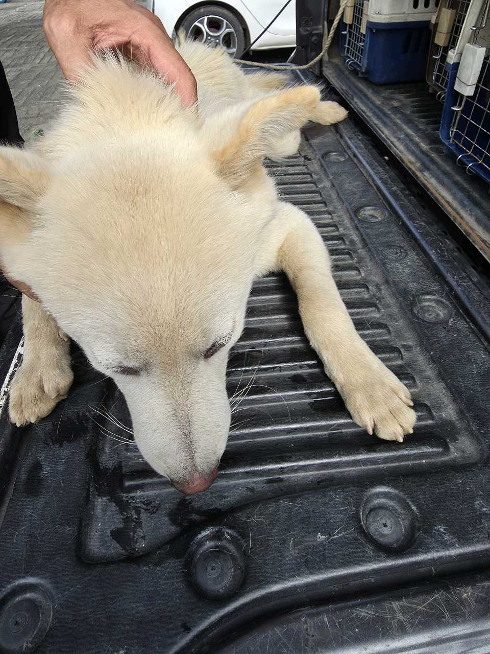 종료(자연사) 믹스…