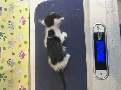 (사)동부동물보호협회_426330202500393