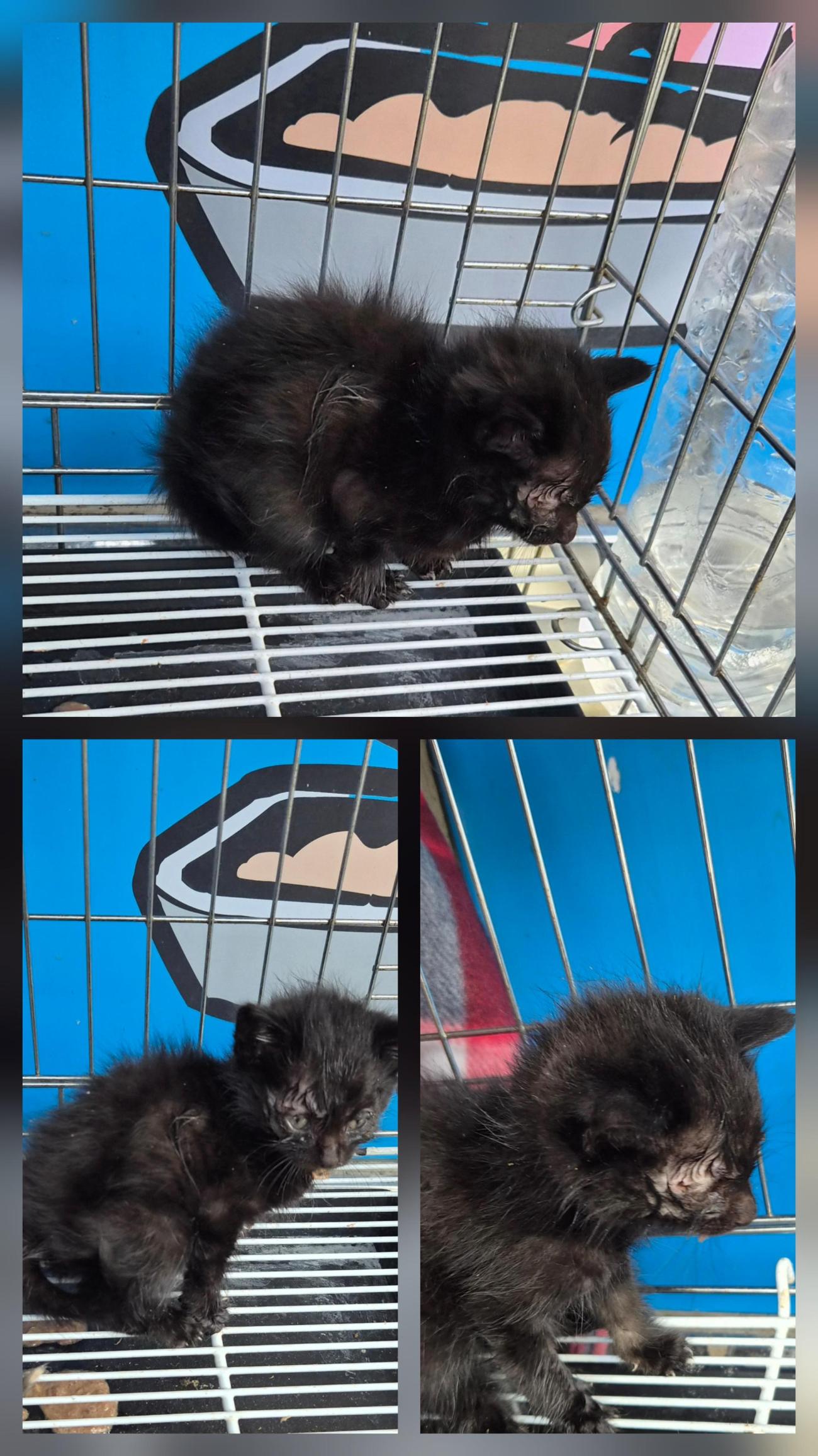 종합축산_447512202500649