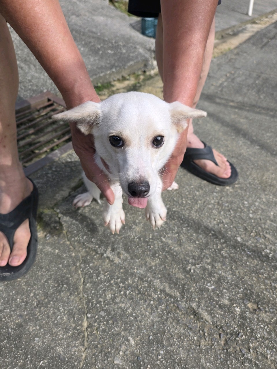 보호중 믹스견의 가…