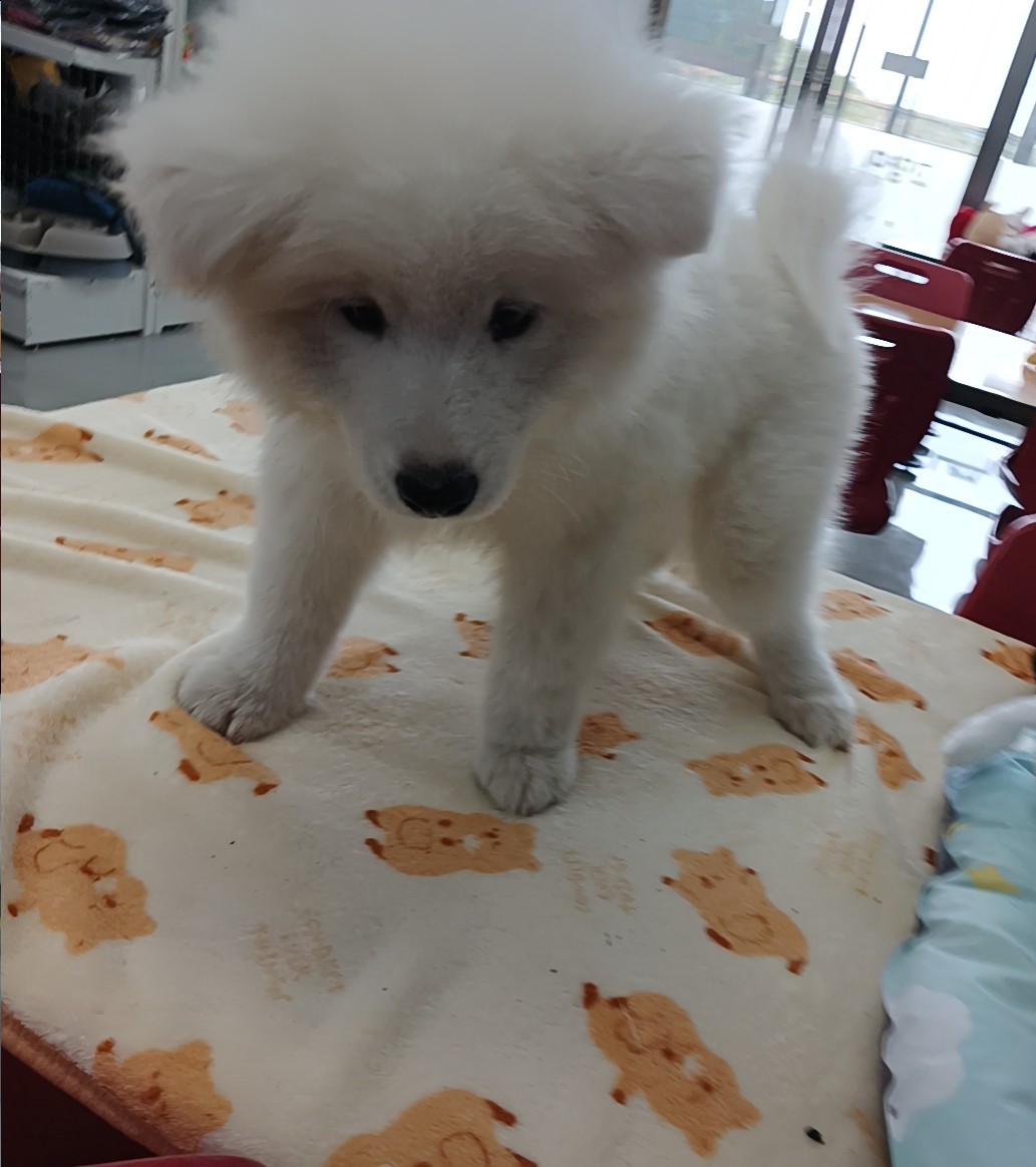 군산유기동물보호센터_445467202502020