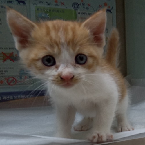 보호중 한국 고양이…