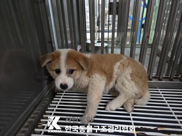 한국동물구조관리협회_441409202501507