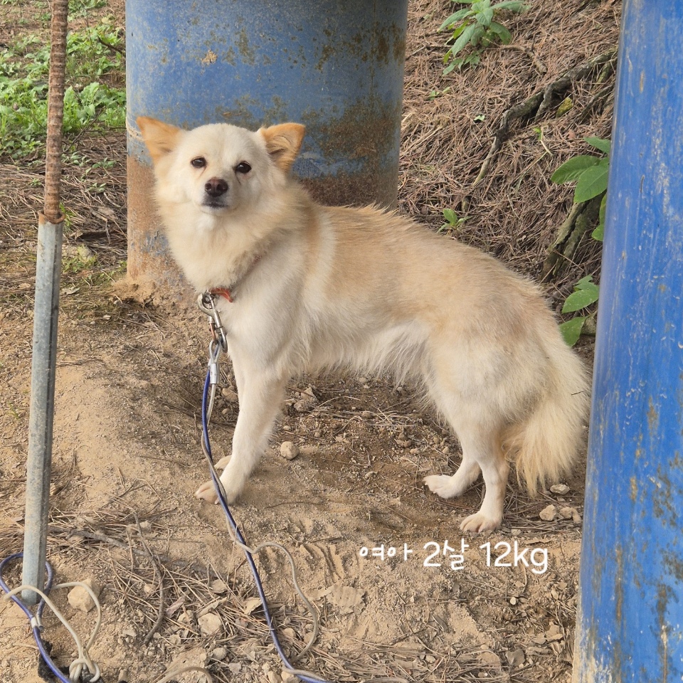 보호중 믹스견의 가…
