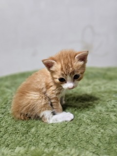 종료(입양) 한국 …