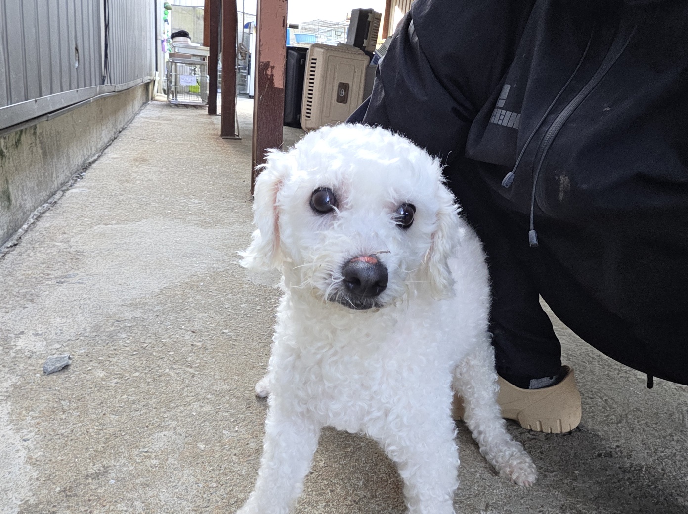 종료(입양) 비숑 …