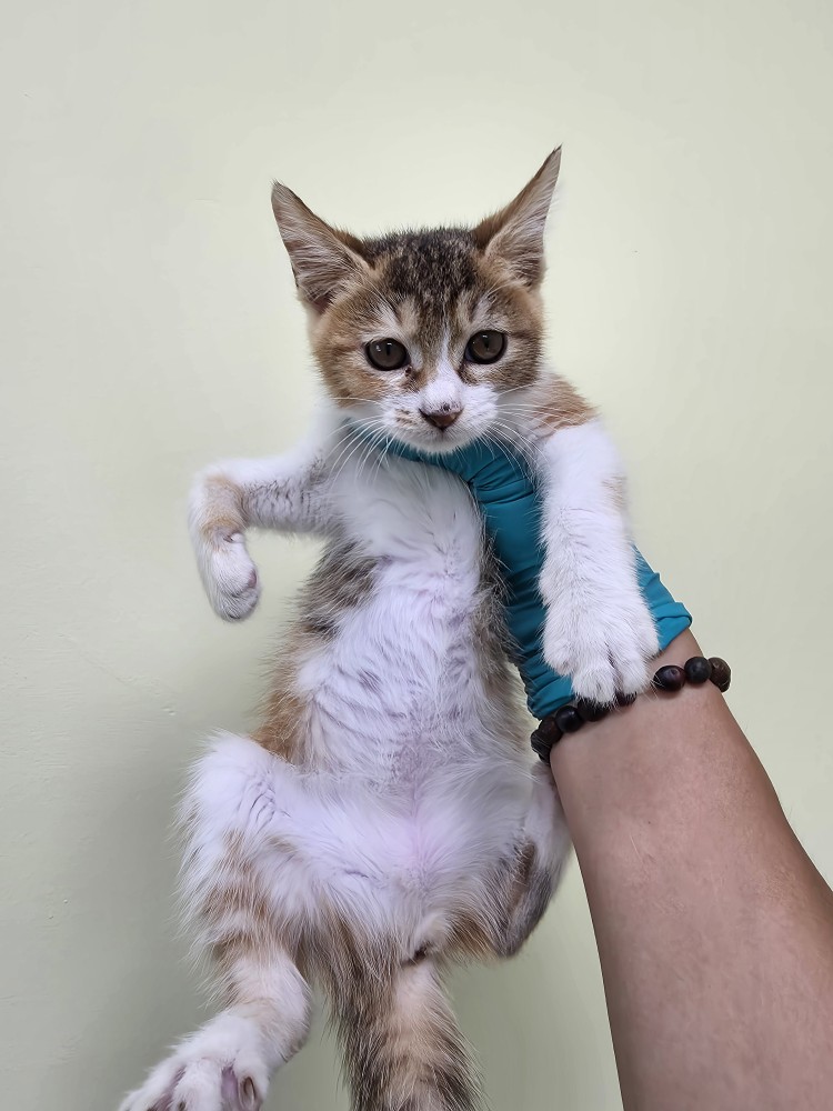 보호중 한국 고양이…