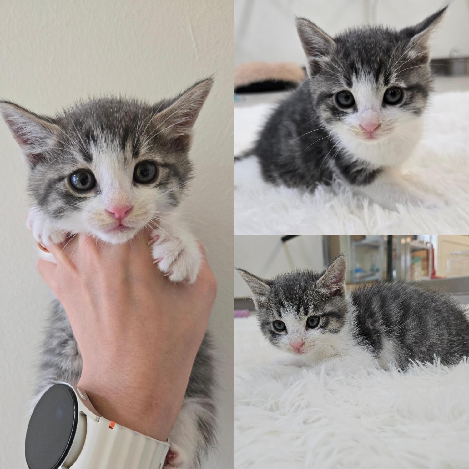 종료(입양) 한국 …