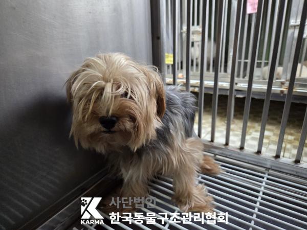 종료(기증) 요크셔…