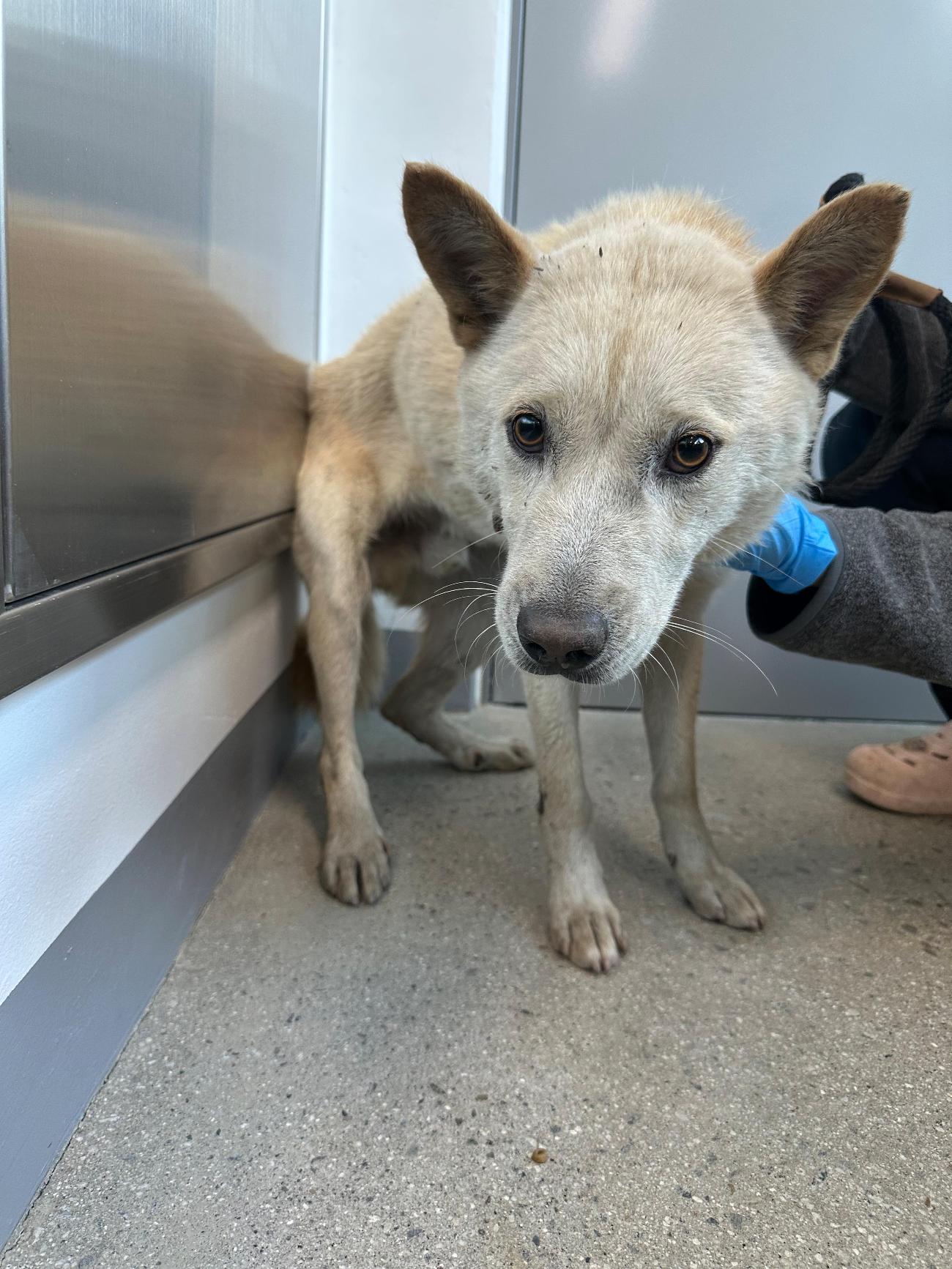 종료(안락사) 믹스…