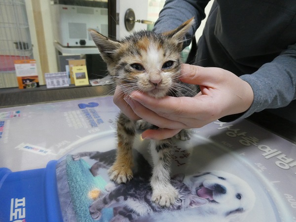 화원연합동물병원_427348202501072