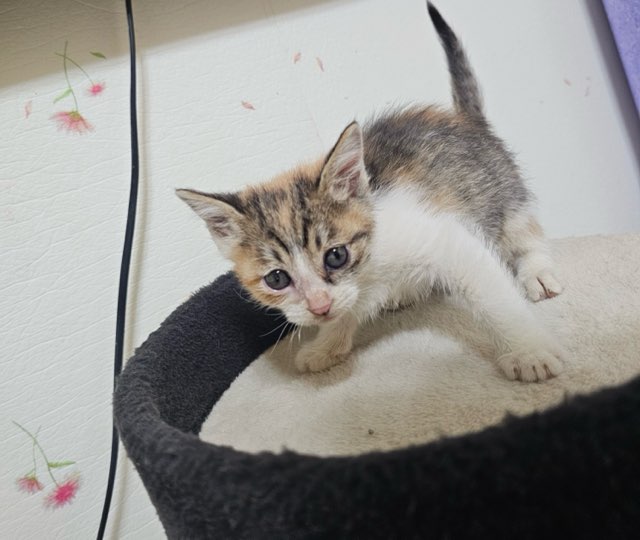 보령길고양이보호협회_444451202501021