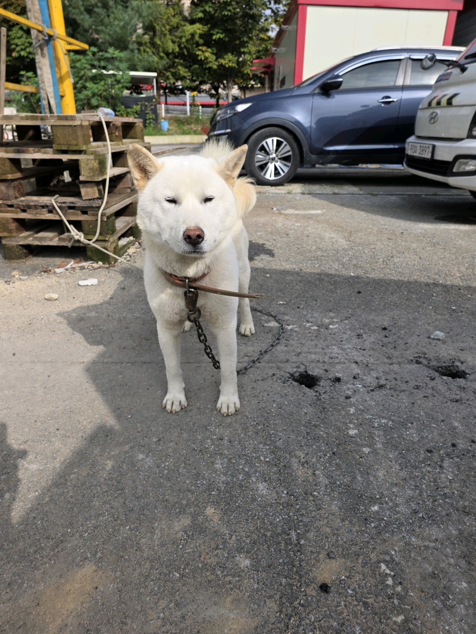 보호중 믹스견의 가…