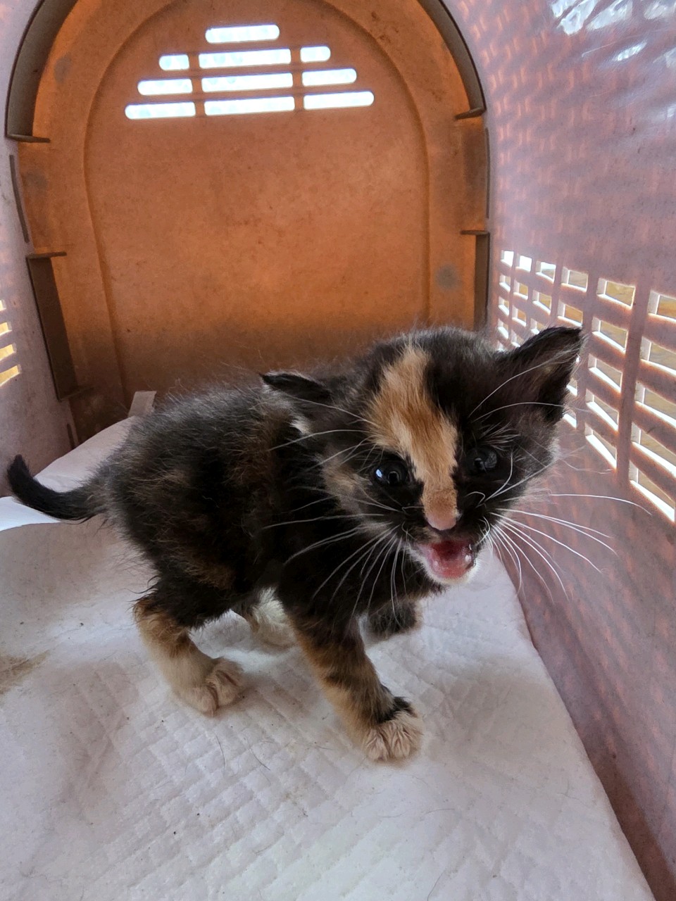 종료(자연사) 한국…