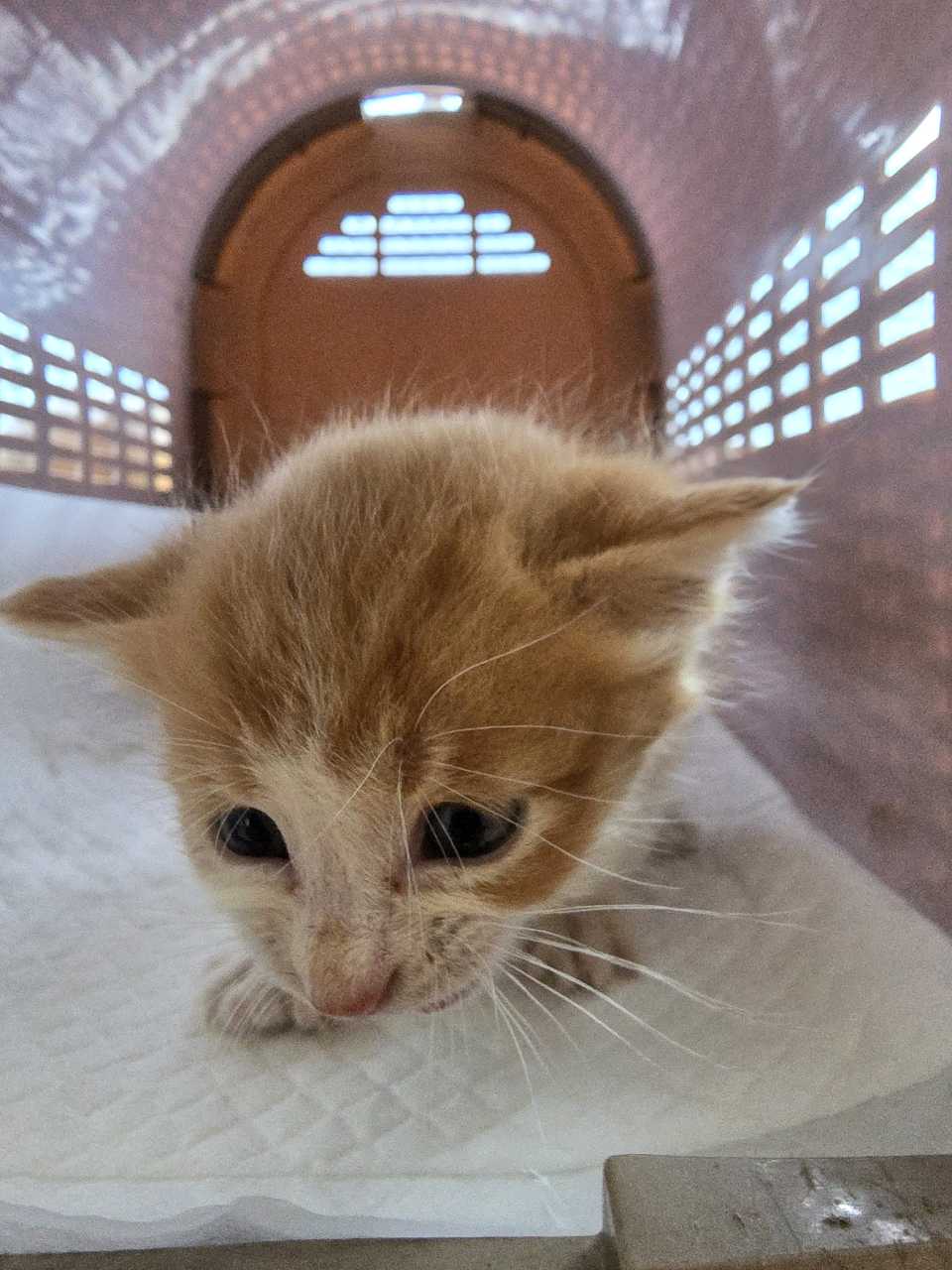 종료(자연사) 한국…