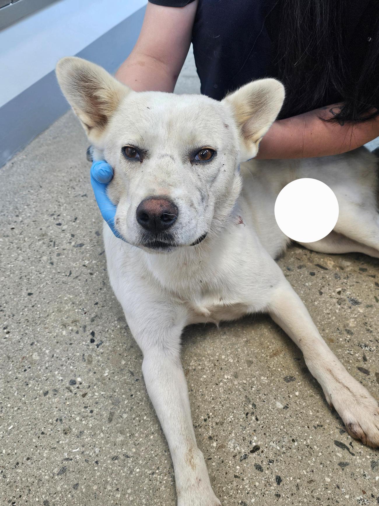 반려동물보호센터_443571202502913