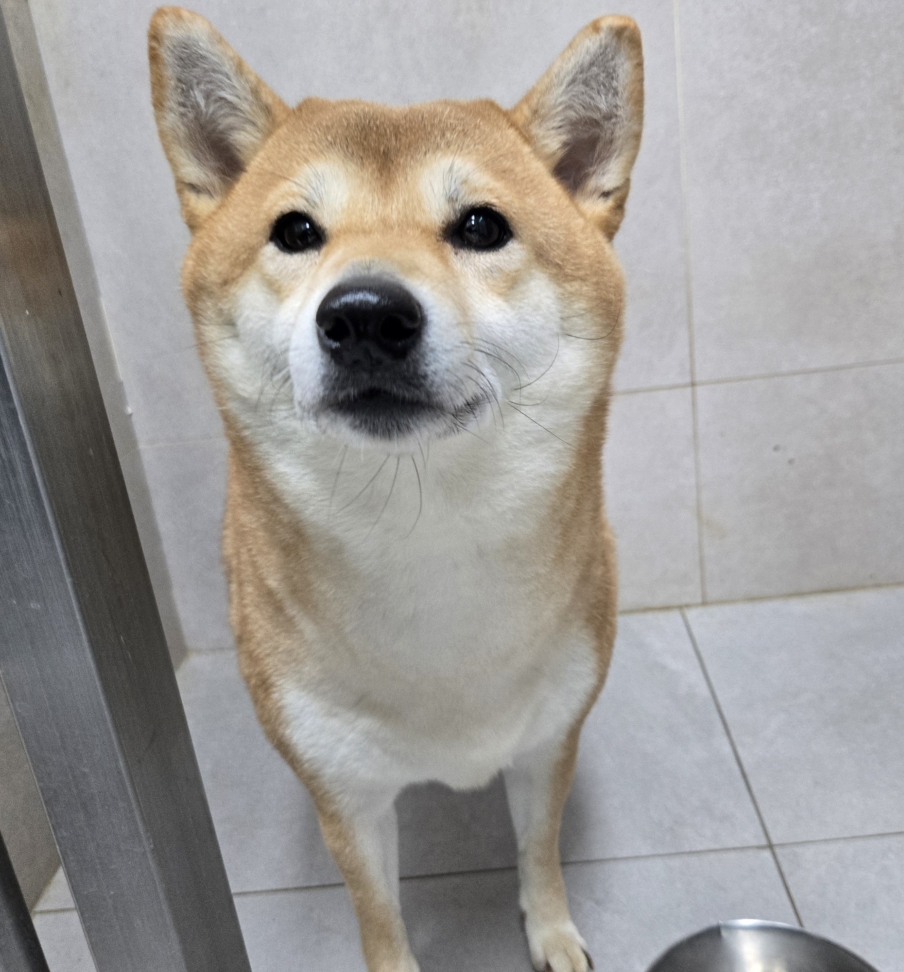 보호중 시바의 가족…