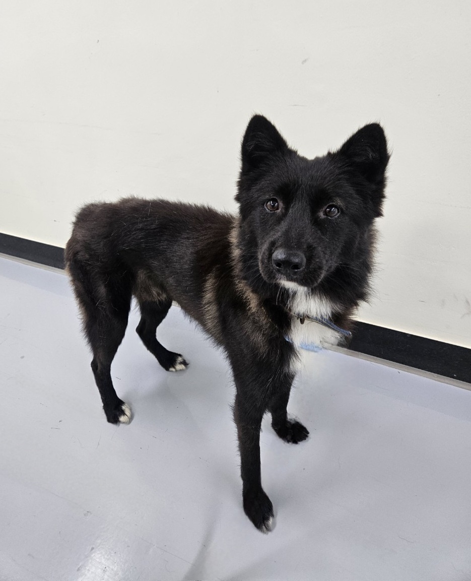 아산동물복지지원센터_444452202502099