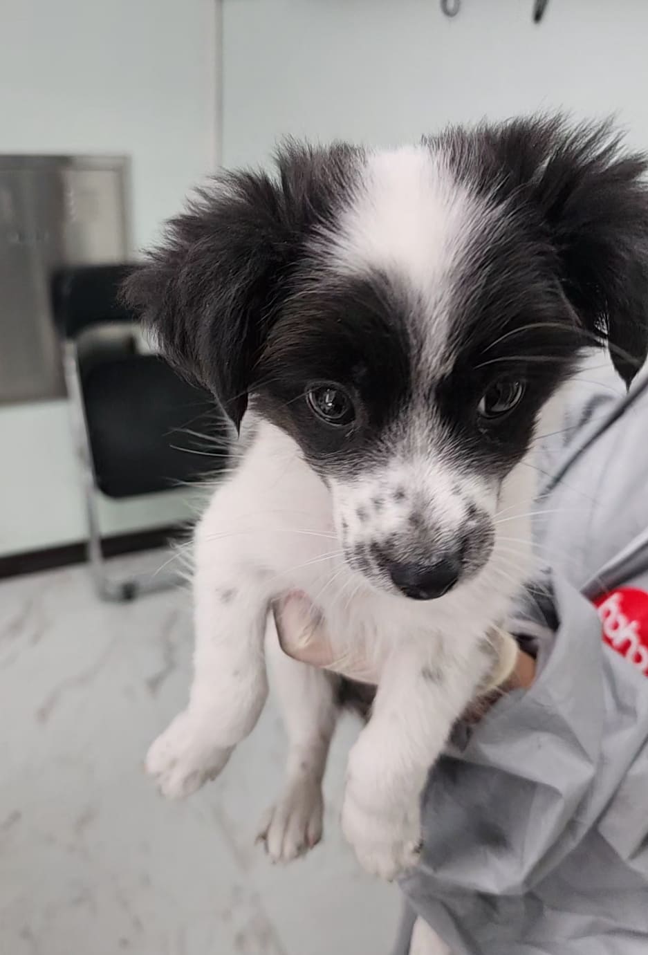 삼척시동물보호센터_442424202500672