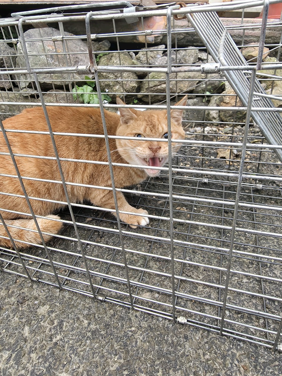 보호중 한국 고양이…