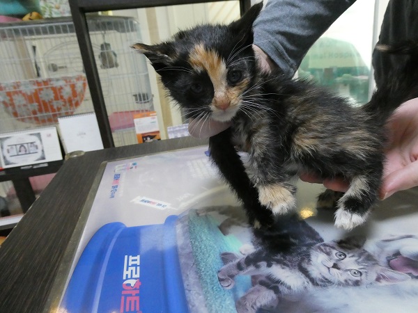 보호중 한국 고양이…